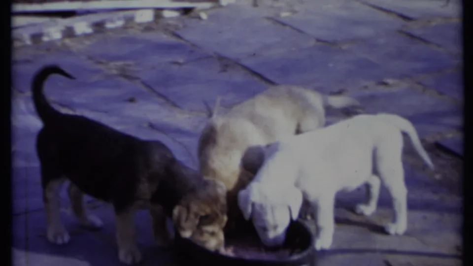 Black, tan, and white puppies drink closely together from a dark bowl in faded 8mm footage from California, 1971.