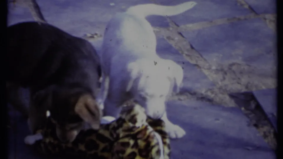 A black puppy and white puppy nose at leopard-print fabric on the patio, with the third puppy partly out of frame.