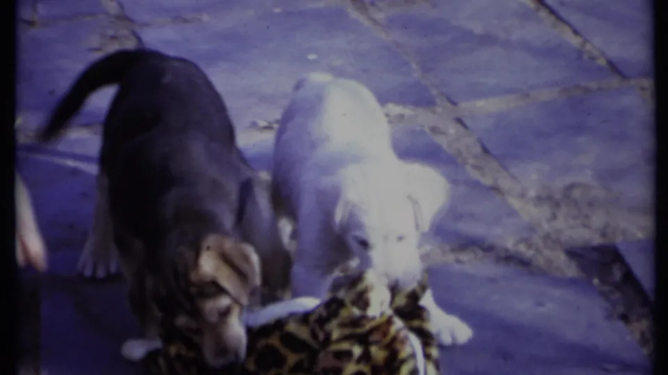 Two puppies bend toward leopard-print fabric on a stone patio, continuing the casual 1971 California home-movie pet scene.