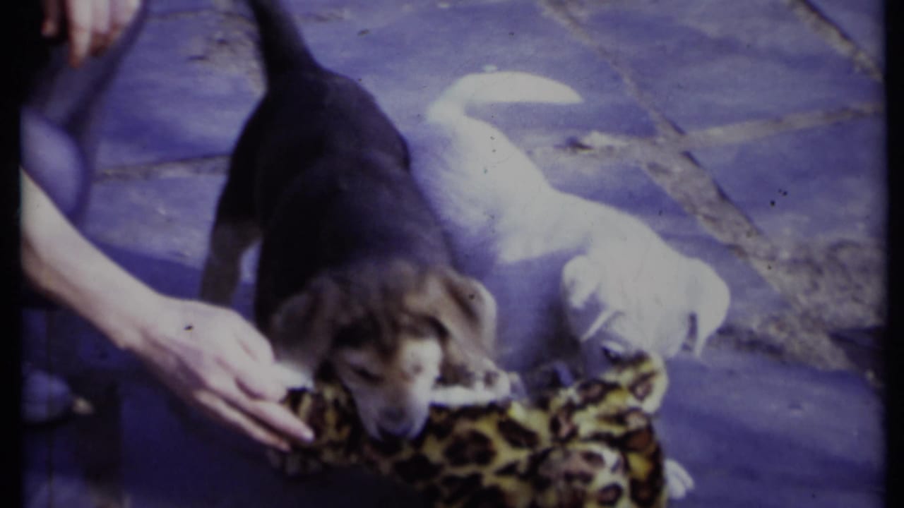 Two puppies tug at a leopard-print stuffed toy beside an adult hand on a stone patio.