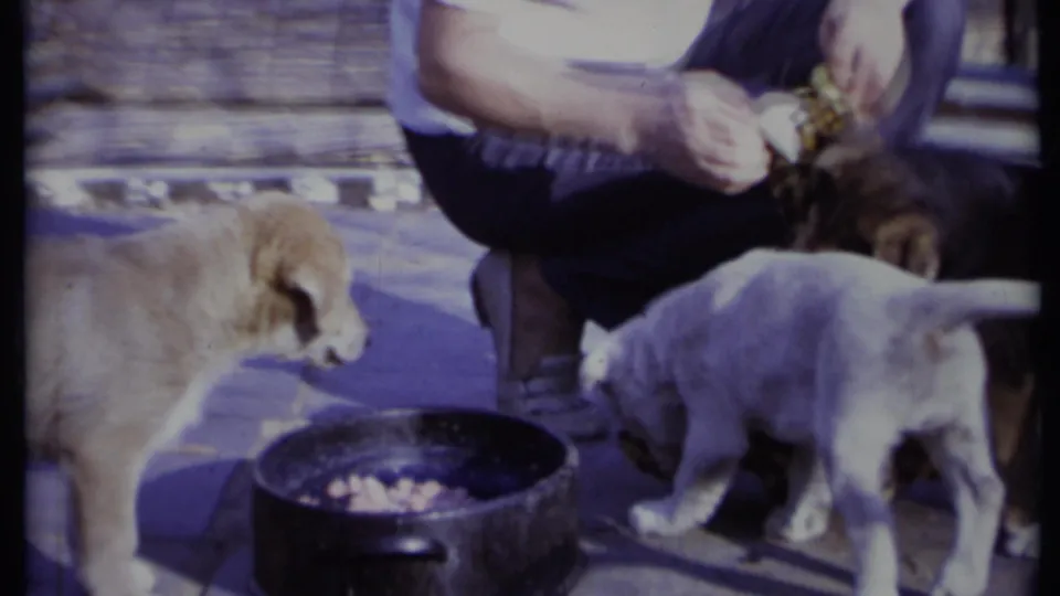 Three puppies on a California patio in 1971 cluster near a food bowl as a crouching adult handles the stuffed toy.