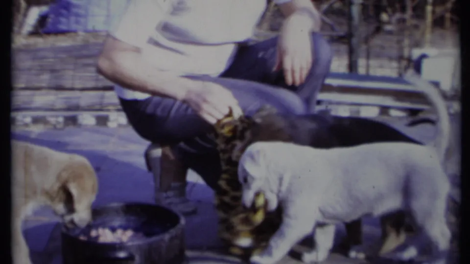 A white puppy carries the leopard-print toy past a metal food bowl as the crouching man remains nearby in 1971 California footage.