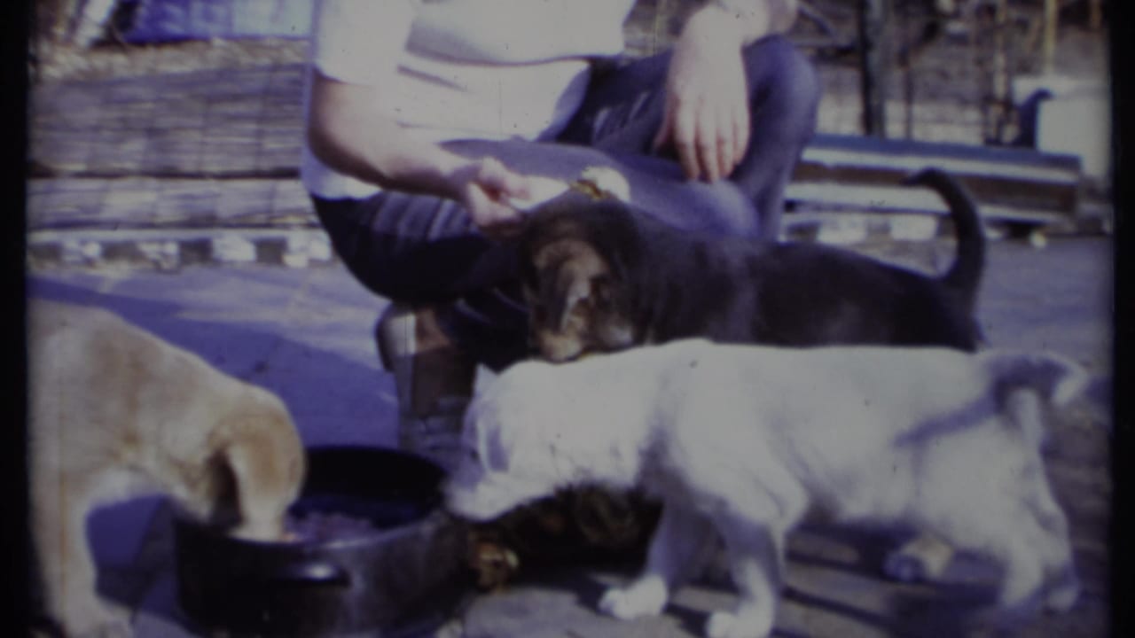 Several puppies gather around a metal water bowl beside a seated adult outdoors.