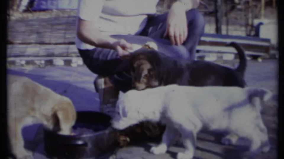 In 1971 California home-movie footage, puppies drink and cluster near a seated adult on a concrete patio.