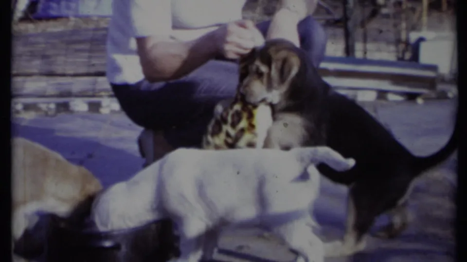 A black puppy engages with a leopard-print stuffed toy as other puppies move around a water bowl outdoors.
