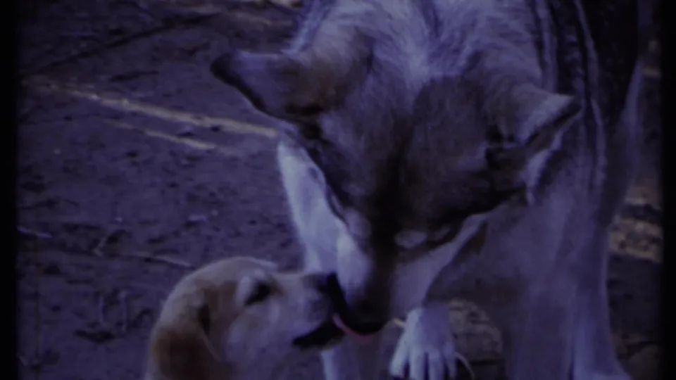 A close 8mm frame shows an adult dog lowering its head to lick or nuzzle a small puppy on the ground.