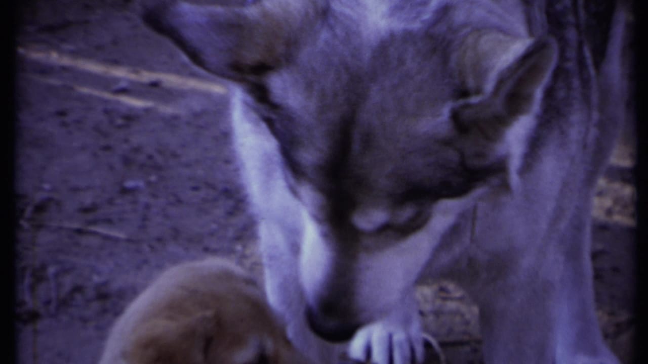 Adult dog lowers her head toward a puppy on dirt ground.