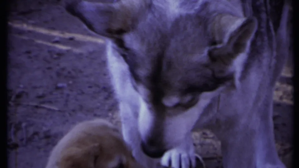 1971 California 8mm frame showing a mother dog leaning down toward a small puppy on a dirt surface.