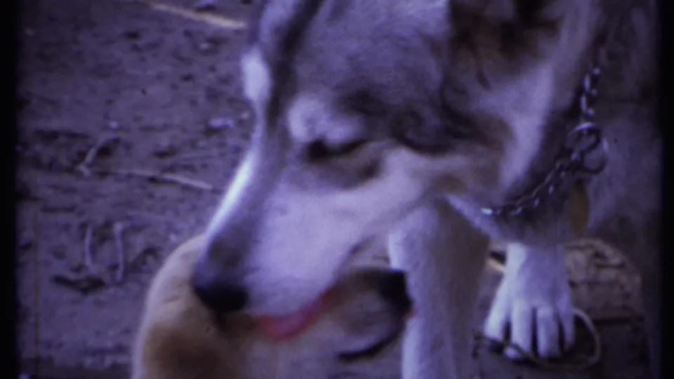 Close 1971 California Super 8 view of the adult dog licking a puppy beside her paws.