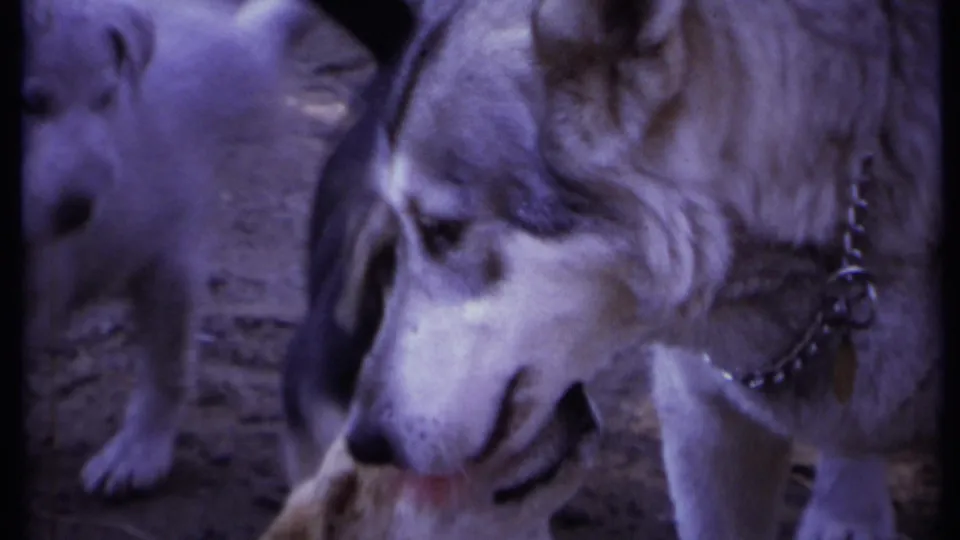 Vintage 8mm frame of the mother dog wearing a chain collar as a puppy stands close beside her.