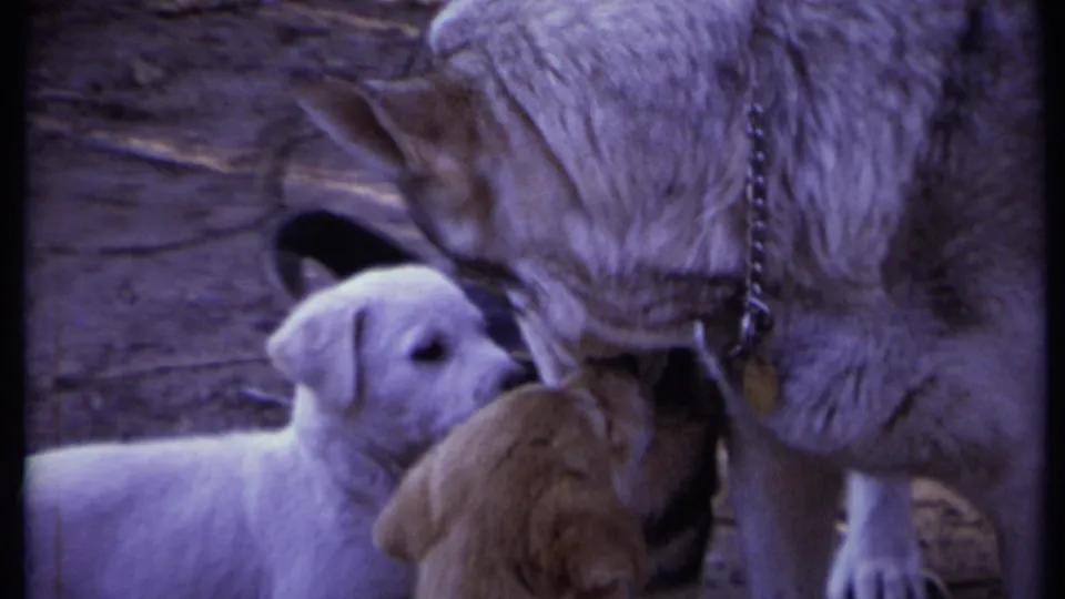 1971 California home-movie frame showing three puppies clustered beneath a standing mother dog.