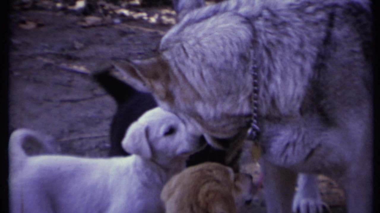 Large collared dog lowers its head toward small puppies on dirt ground.