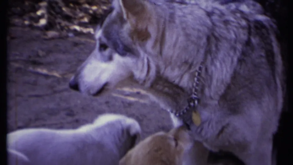 The large collared dog stands over two puppies in a close 8mm home-movie view from California in 1971.