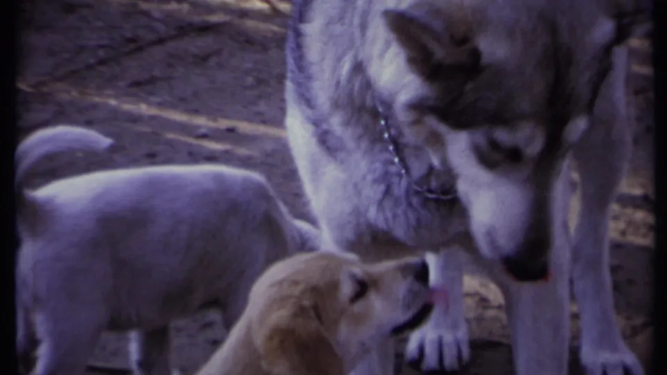 A tan puppy raises its face toward the adult dog while another puppy moves at the edge of the 1971 California home-movie frame.