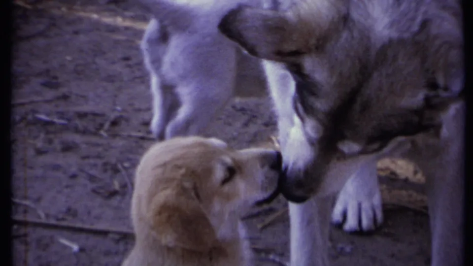 A tan puppy touches noses with the large husky-wolf mix as a white puppy stands in the background of the 8mm frame.
