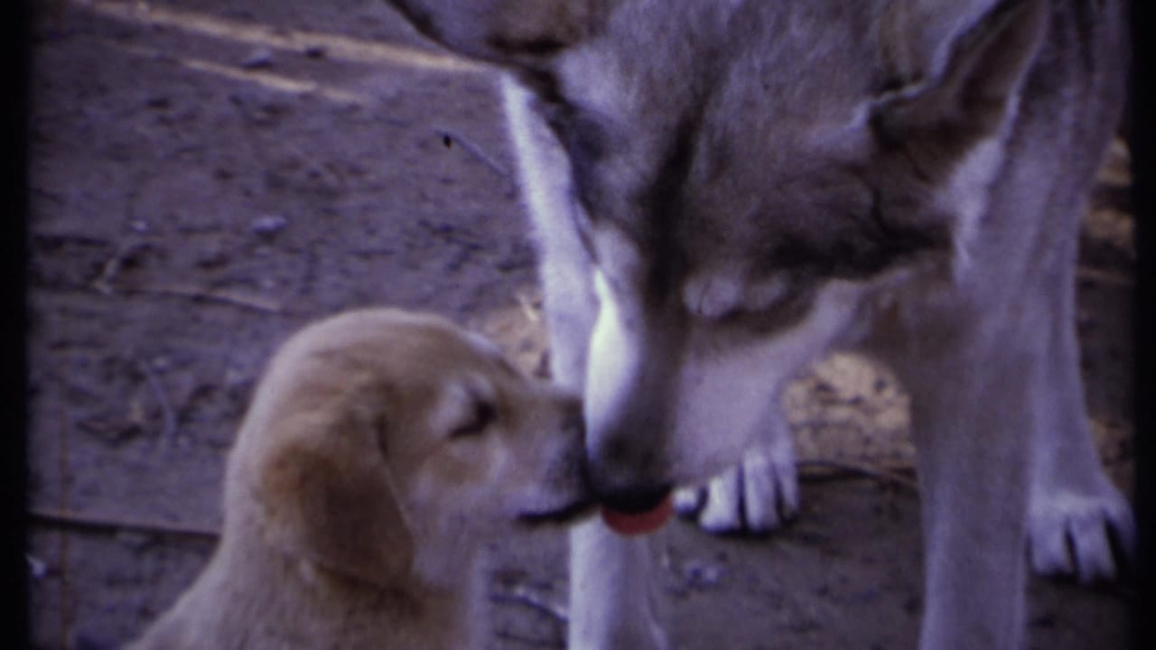 Golden puppy nuzzles the muzzle of a larger adult dog on dirt ground.