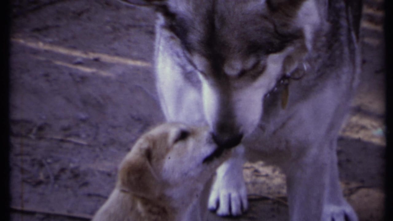 Puppy licks or nuzzles the adult dog's muzzle while the larger dog looks down.