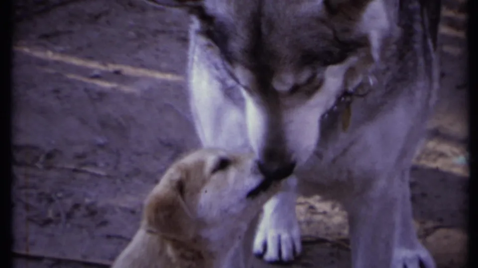 The puppy presses its muzzle to the adult dog's face in a close 1971 California home-movie frame on dirt ground.