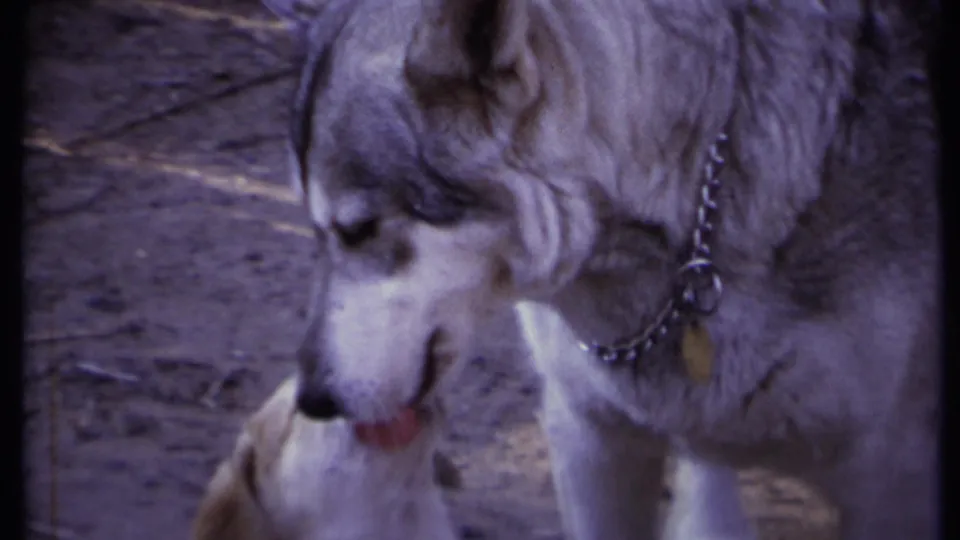 A larger dog wearing a chain collar looks downward as the puppy remains partly visible beneath the frame in 1971 California 8mm footage.