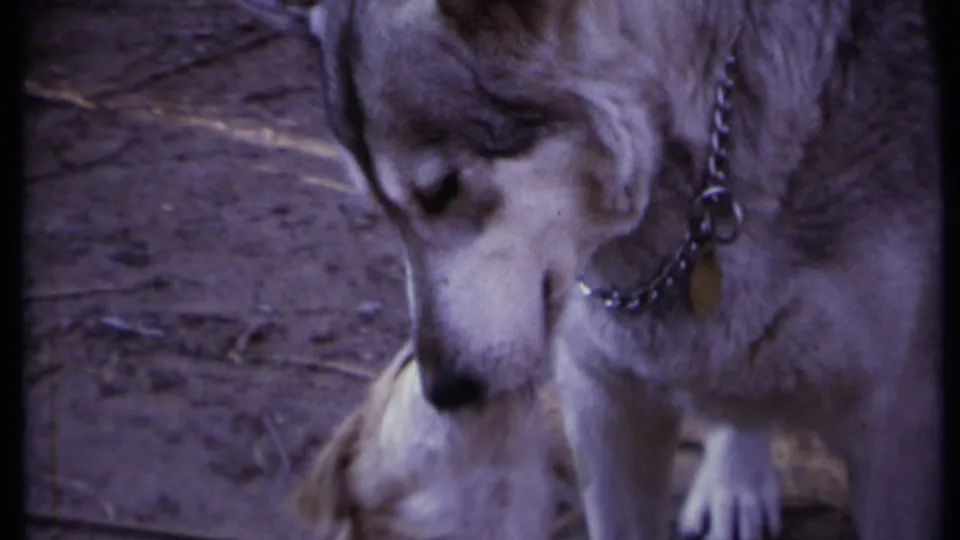 The adult dog stands in soft focus with a chain collar as the puppy remains close below in a 1971 California home-movie frame.