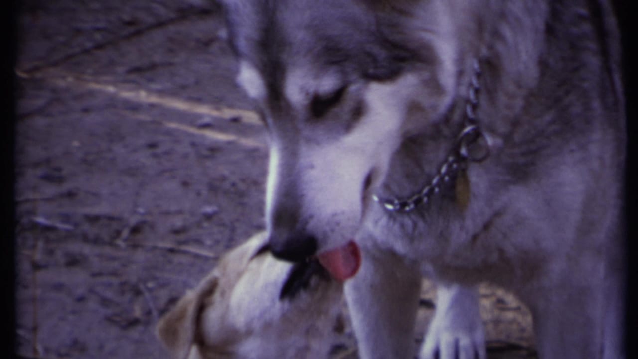 Large white dog licking a small puppy on dirt ground.