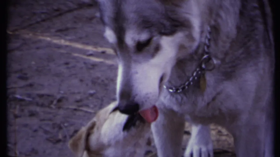 1971 California 8mm frame of a large white dog lowering its head to lick a small puppy on an outdoor dirt surface.