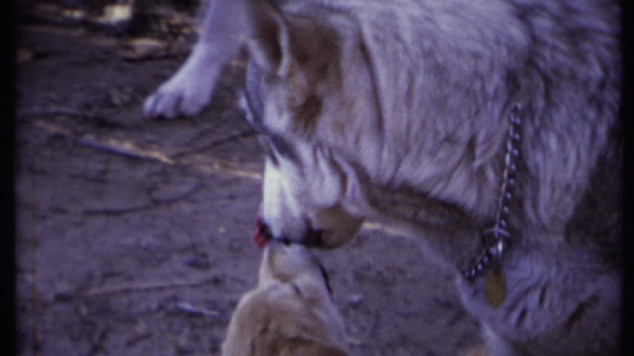 Large white dog nuzzling a puppy beside a dirt surface.