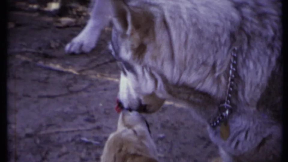 The adult white dog turns down toward the puppy, with a chain collar visible against the outdoor dirt background.