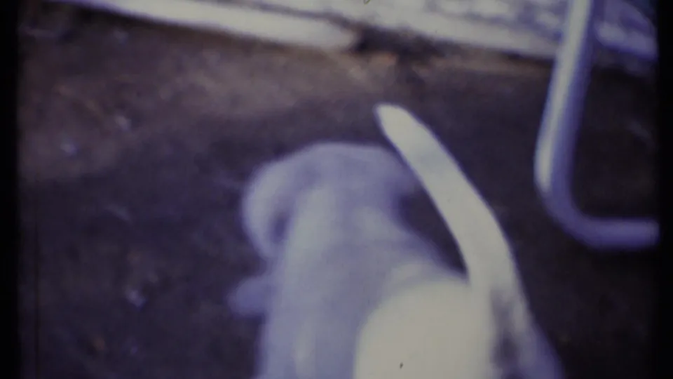 The puppy appears to mouth or pull a pale paper strip, captured in soft purple-tinted 8mm footage from above.