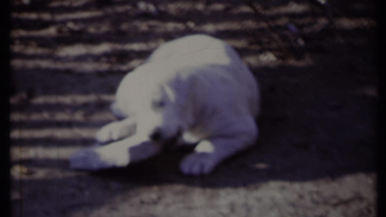 White puppy lies on dirt near a scrap of newspaper in a shaded yard.