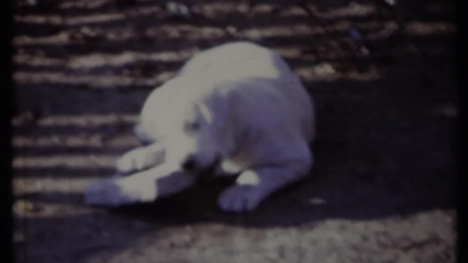 In this 1971 California home-movie frame, a white puppy lies on dirt beside a piece of newspaper in a sun-dappled outdoor enclosure.