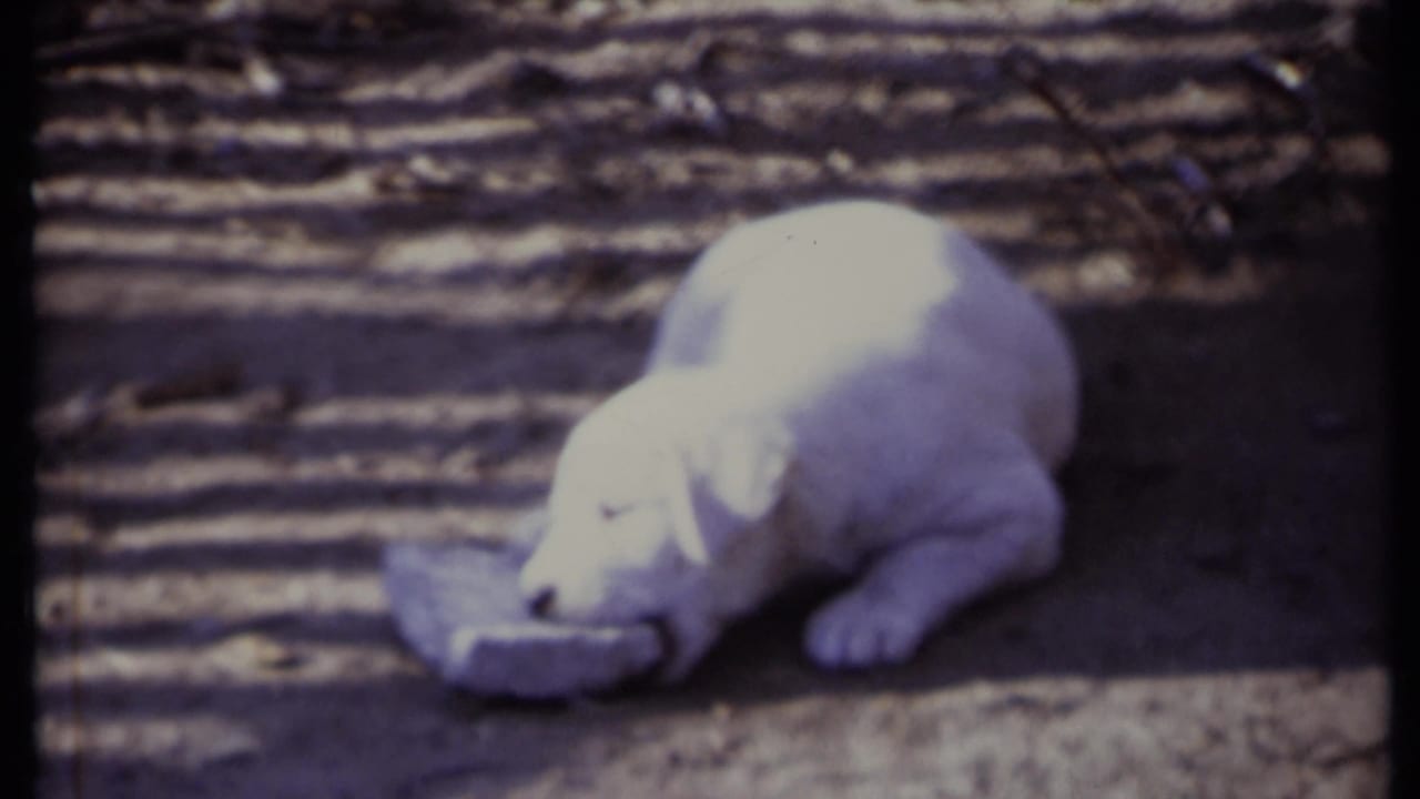 White puppy chews or noses a piece of newspaper on the dirt.