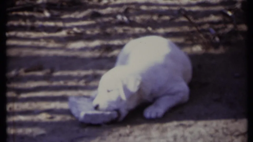 A white puppy appears to chew or nose a scrap of newspaper on dirt in the 1971 California outdoor yard footage.