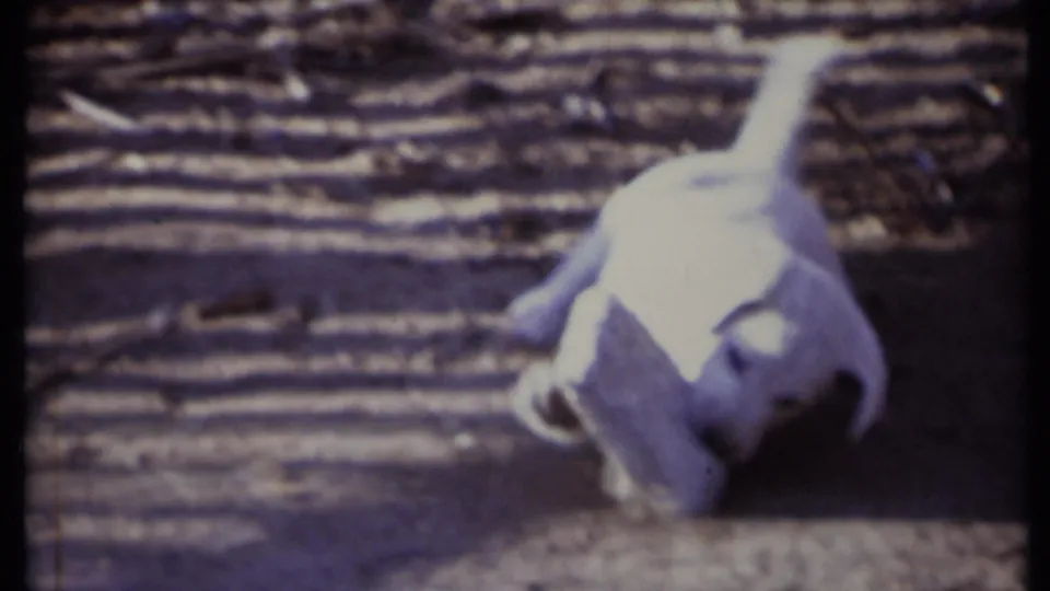 A white puppy moves toward the camera with its tail up, filling much of the soft 8mm frame in the California yard scene.