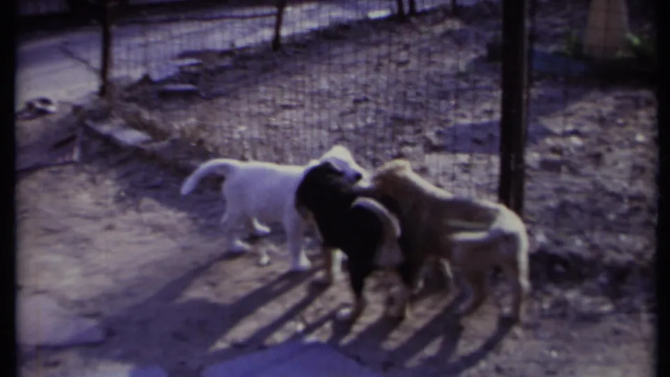 Three puppies, white, dark-colored, and brown, cluster around newspaper inside a wire-fenced California yard in this 1971 home-movie frame.