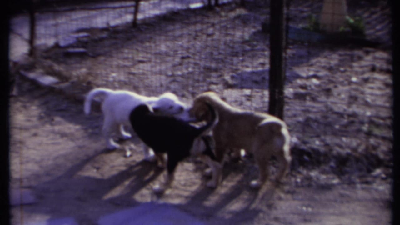 Three puppies gather in a sunlit dirt yard beside a wire fence.