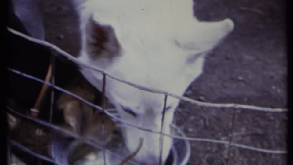A white puppy appears close to the camera near wire fencing and a metal water bowl in the California yard.