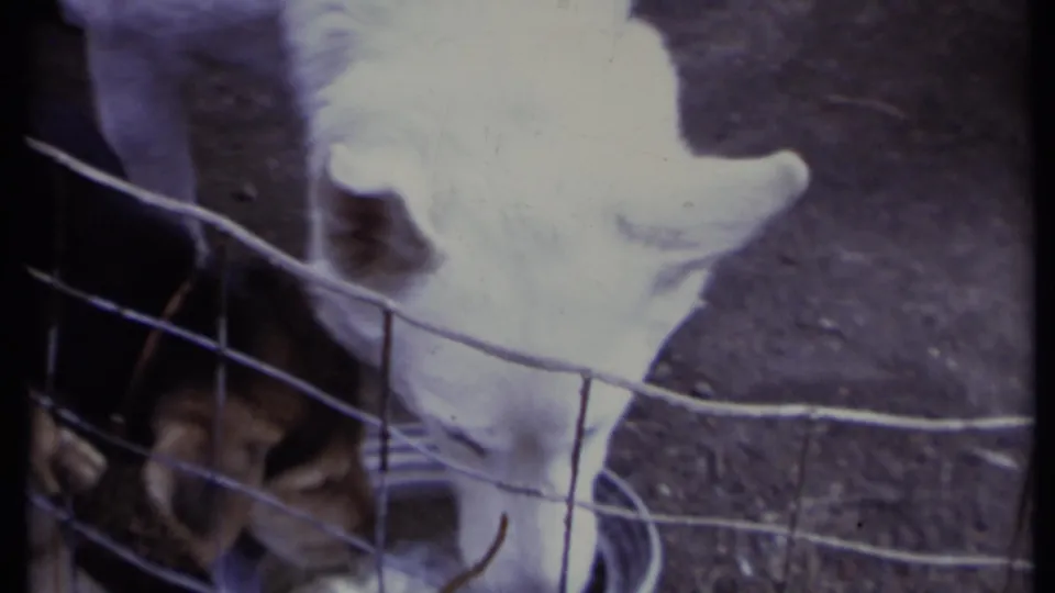 The white puppy lowers its head at the metal bowl as another puppy remains partly visible behind the fence.
