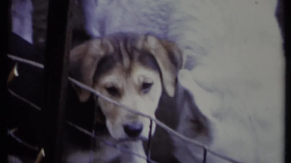 A brown puppy faces the camera while a white puppy stands close by in the fenced California yard.