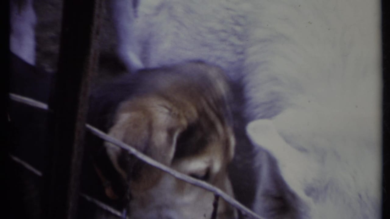Young dog with floppy ears behind a wire fence beside another light-colored dog.