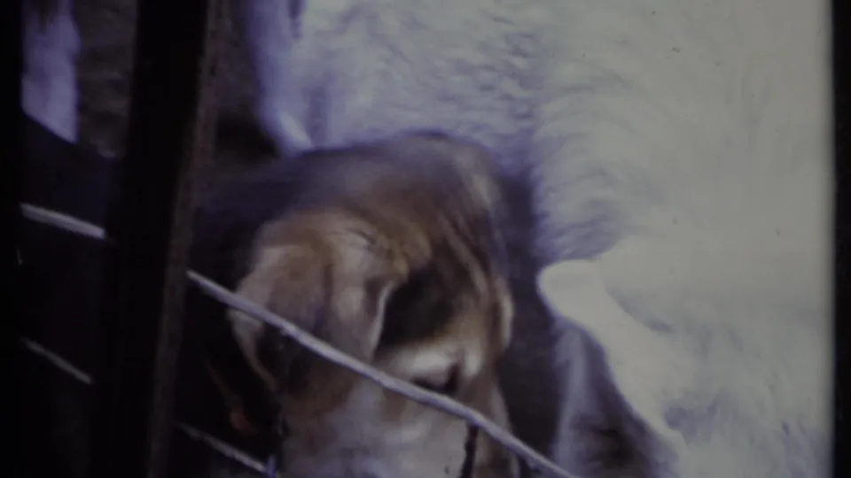 In this 1971 California 8mm frame, a floppy-eared young dog peers downward behind wire fencing beside another light-colored dog.