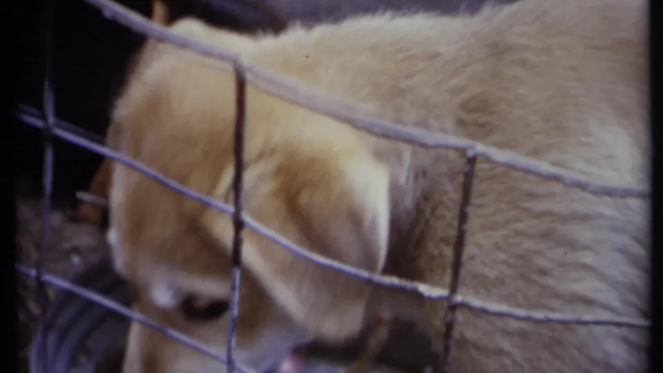 A light-colored dog lowers its head behind wire fencing in the California 1971 home-movie footage.