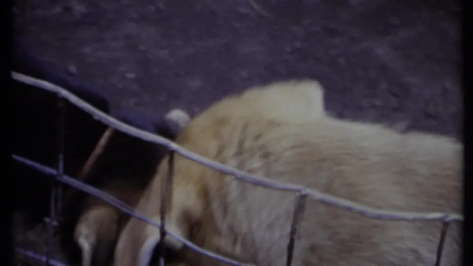 A light-colored dog fills the frame behind wire fencing, with another dog's head partly visible near the lower edge.