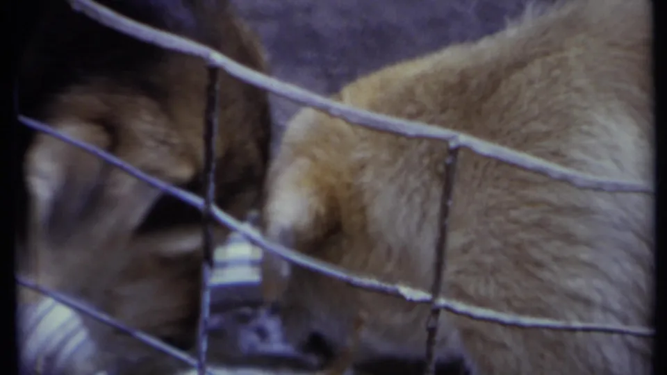 Two dogs stand close together behind wire fencing, with a striped container or bowl partly visible near the enclosure floor.