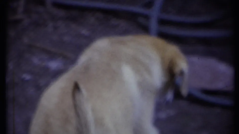 The dog walks across a shaded outdoor yard area, with a dark fence or barrier behind it.