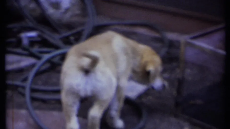 A light-colored dog pauses near a coiled garden hose on the ground in the California yard scene.