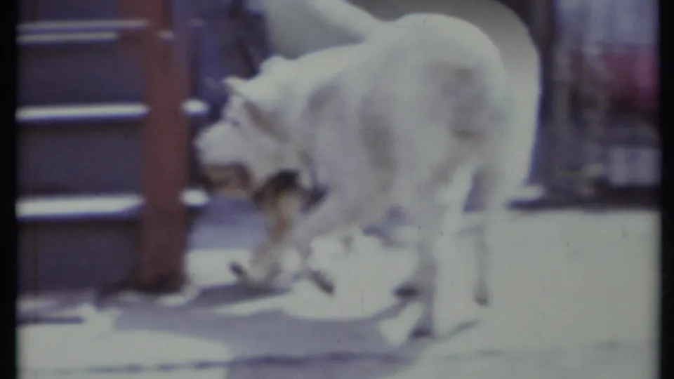 The dog lowers its head to sniff near a doorway or exterior trim in the 1971 home-movie yard footage.