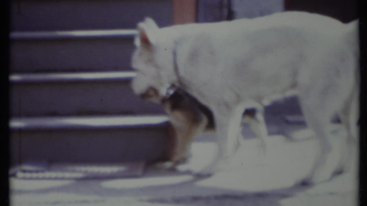 White adult dog stands near exterior steps as a small puppy sniffs underneath.