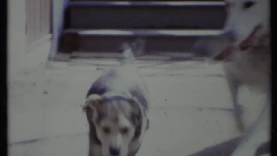A small puppy looks toward the handheld camera in a sunlit California backyard, with part of the white adult dog at frame edge.