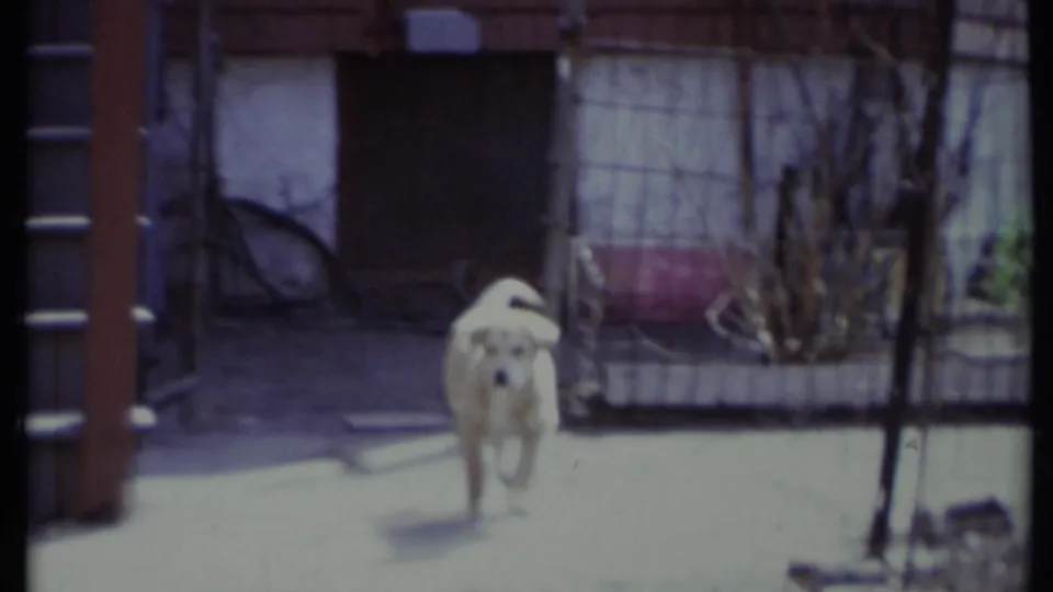 The white adult dog runs through a California backyard with fencing, plants, and a wooden structure visible behind it.